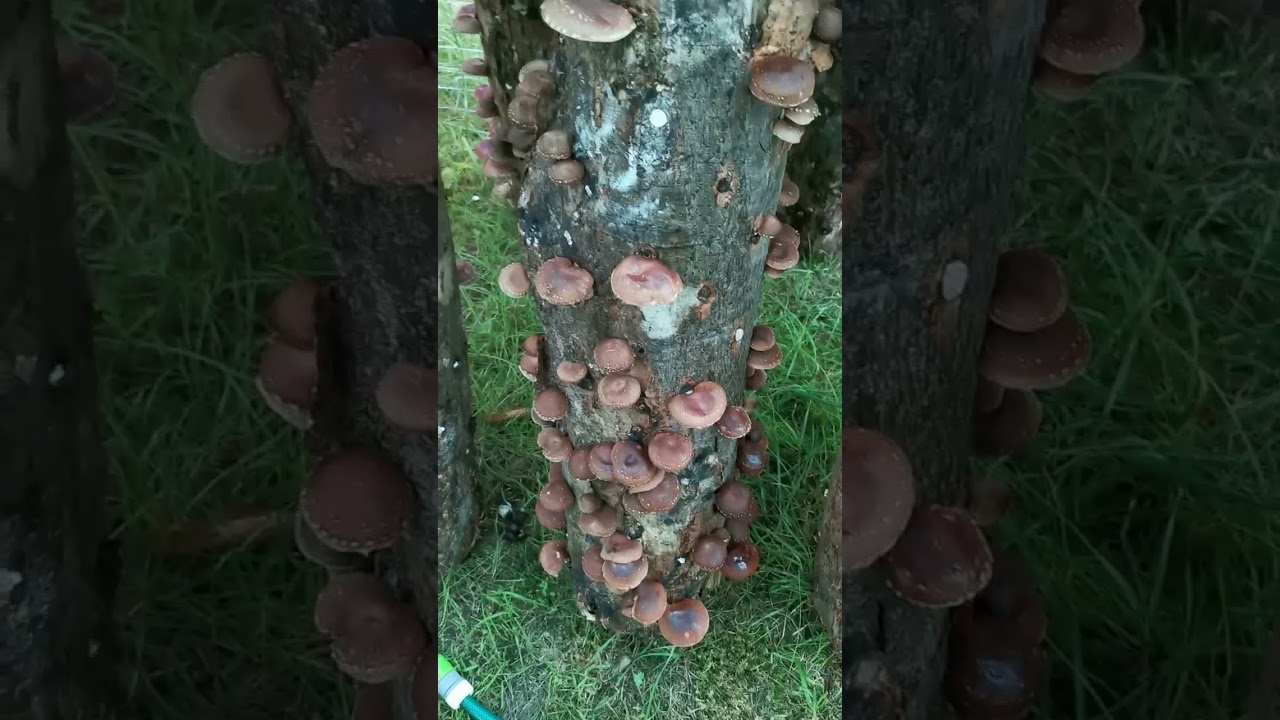 Shiitake grybai