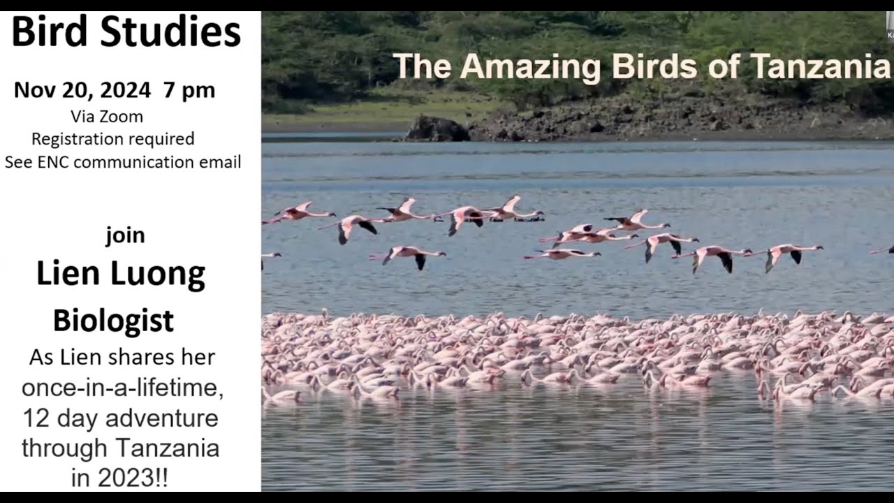 The Amazing Birds of Tanzania 24.11.14