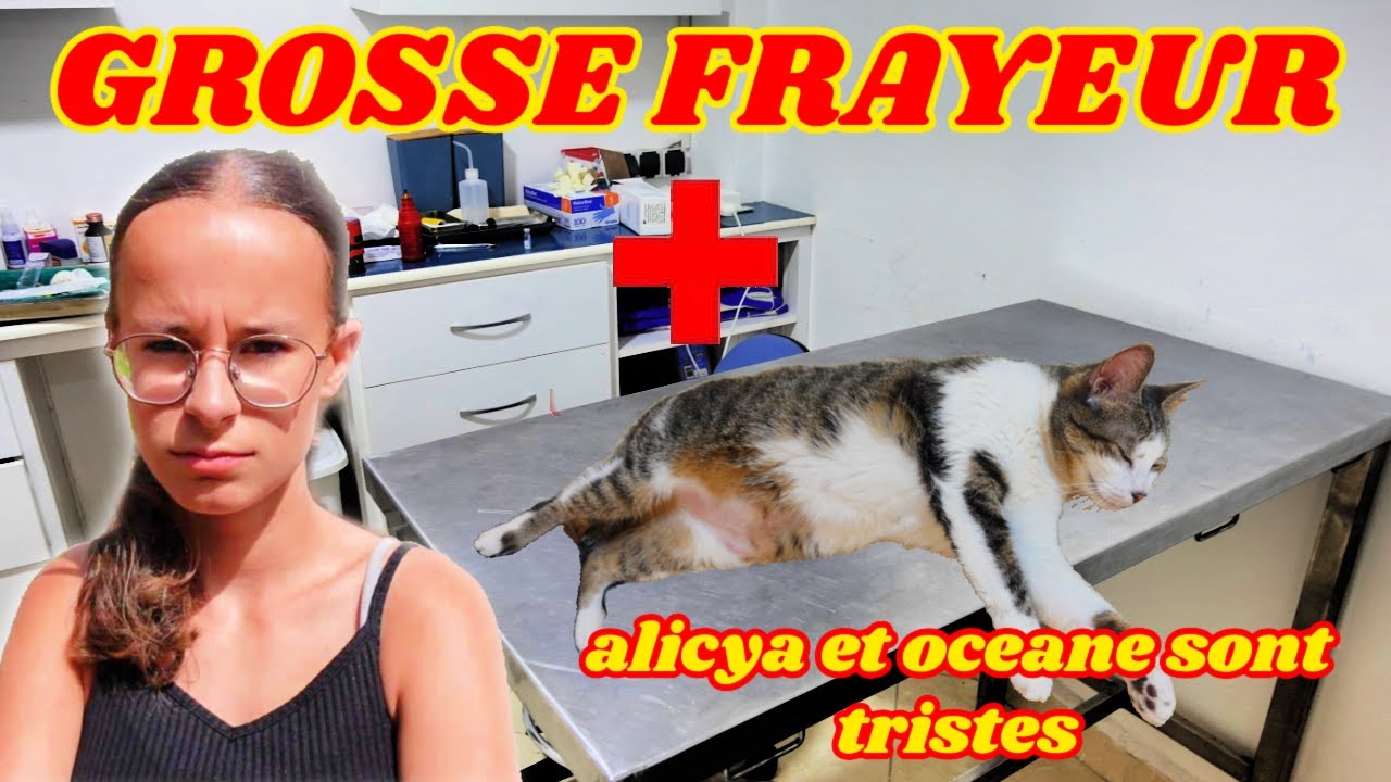 GROSSE FRAYEUR -- CACHOU AVAIT DISPARU ---ON L'EMMENE CHEZ LE VETERINAIRE
