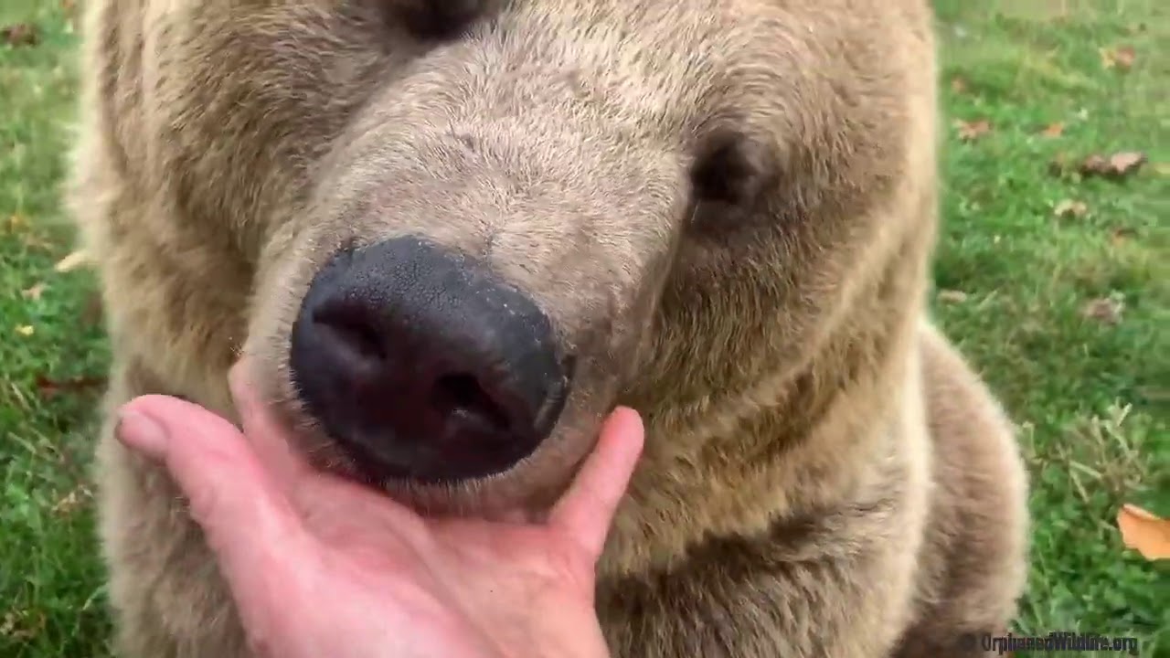 What sounds do bears make?  A bear can purr? (Read description)