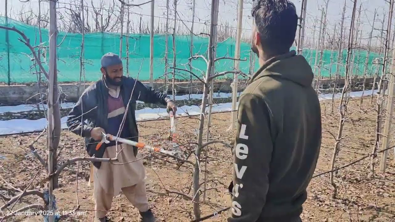 Pruning Secrets for High-Density Apple Orchards | Boost Yield & Growth!