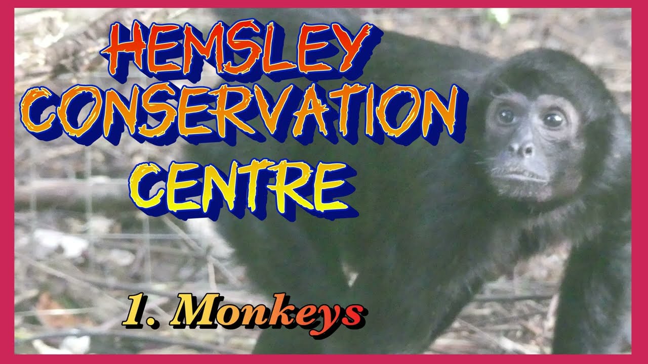 Hemsley Conservation Centre -  1. Monkeys