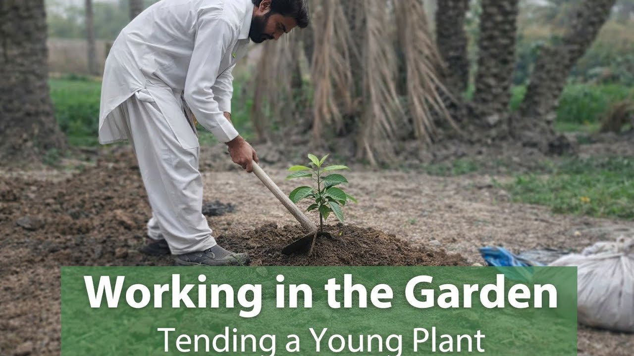 Caring for a Young Plant 🌱