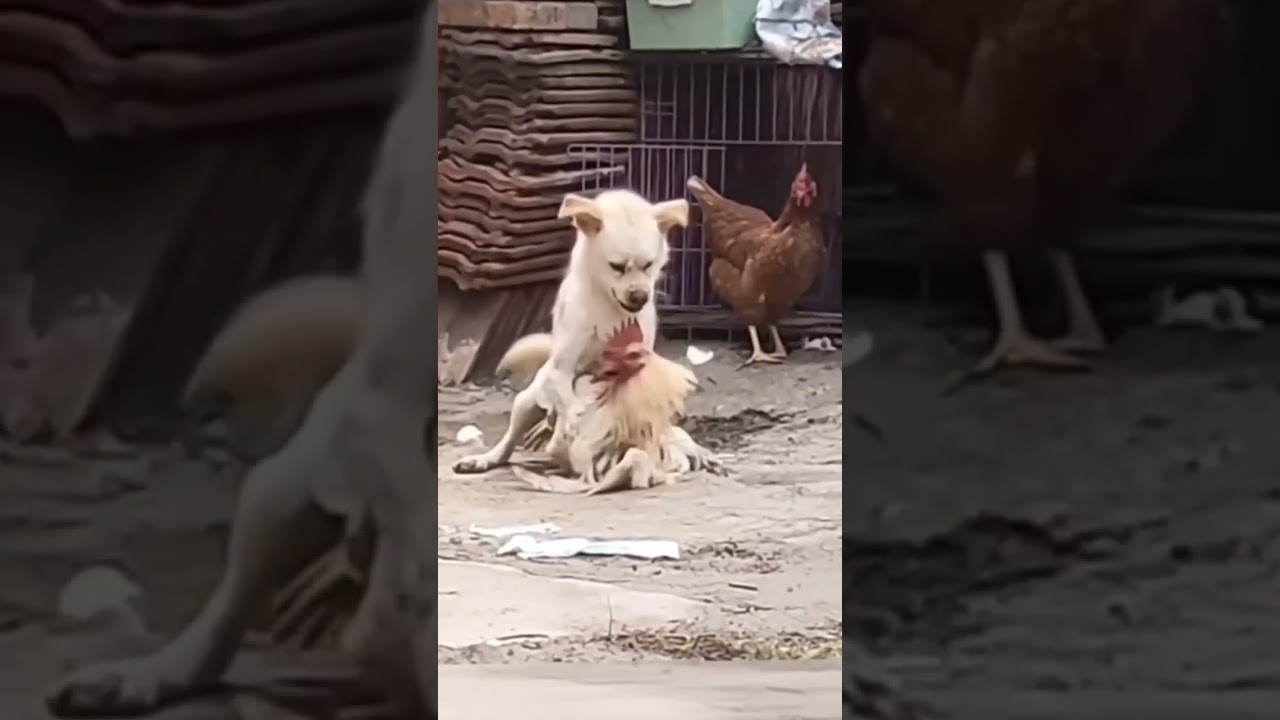 dog vs cock fight ##shorts #funnyshorts #fight