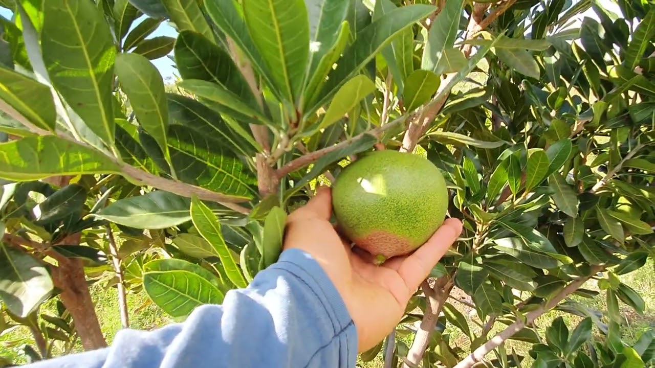 Como Cuidar y Cultivar una Planta de Lucuma