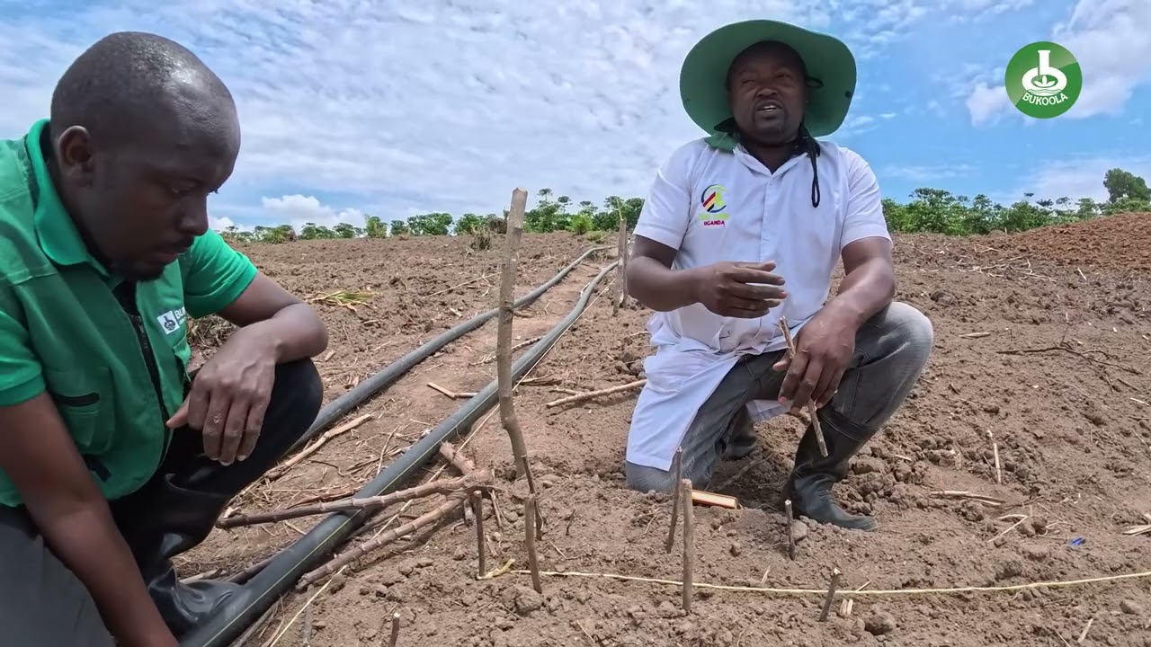 ONION TRANSPLANTING FROM NURSERY BED – FULL DEMONSTRATION