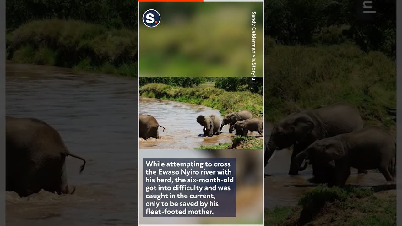 Elephant Calf Rescued From Rain-Swollen River
