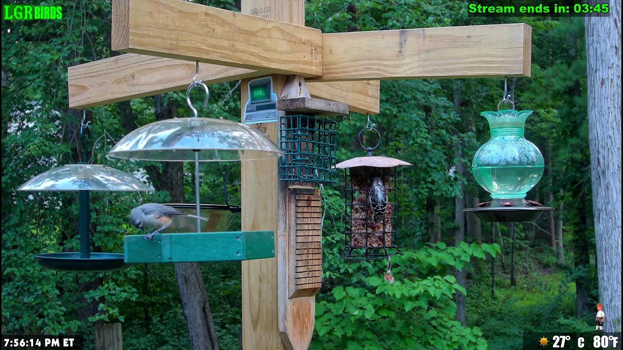 LGR Bird Feed - July 27, 2026