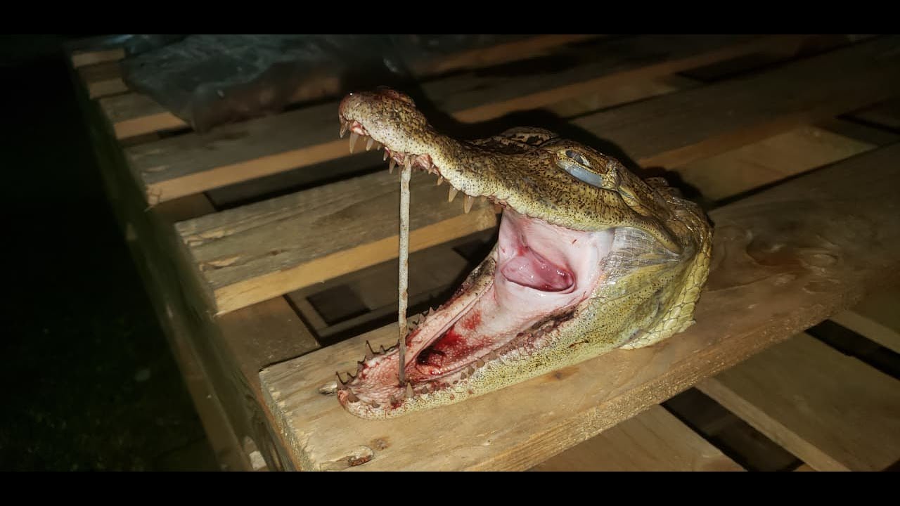 My Uncle Held A caiman...
