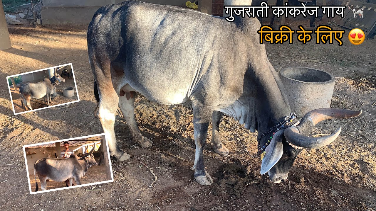 शानदार कांकरेज गाय ख़रीदने का सुनहरा मौक़ा 😍|​⁠@Village_life_with_ravi