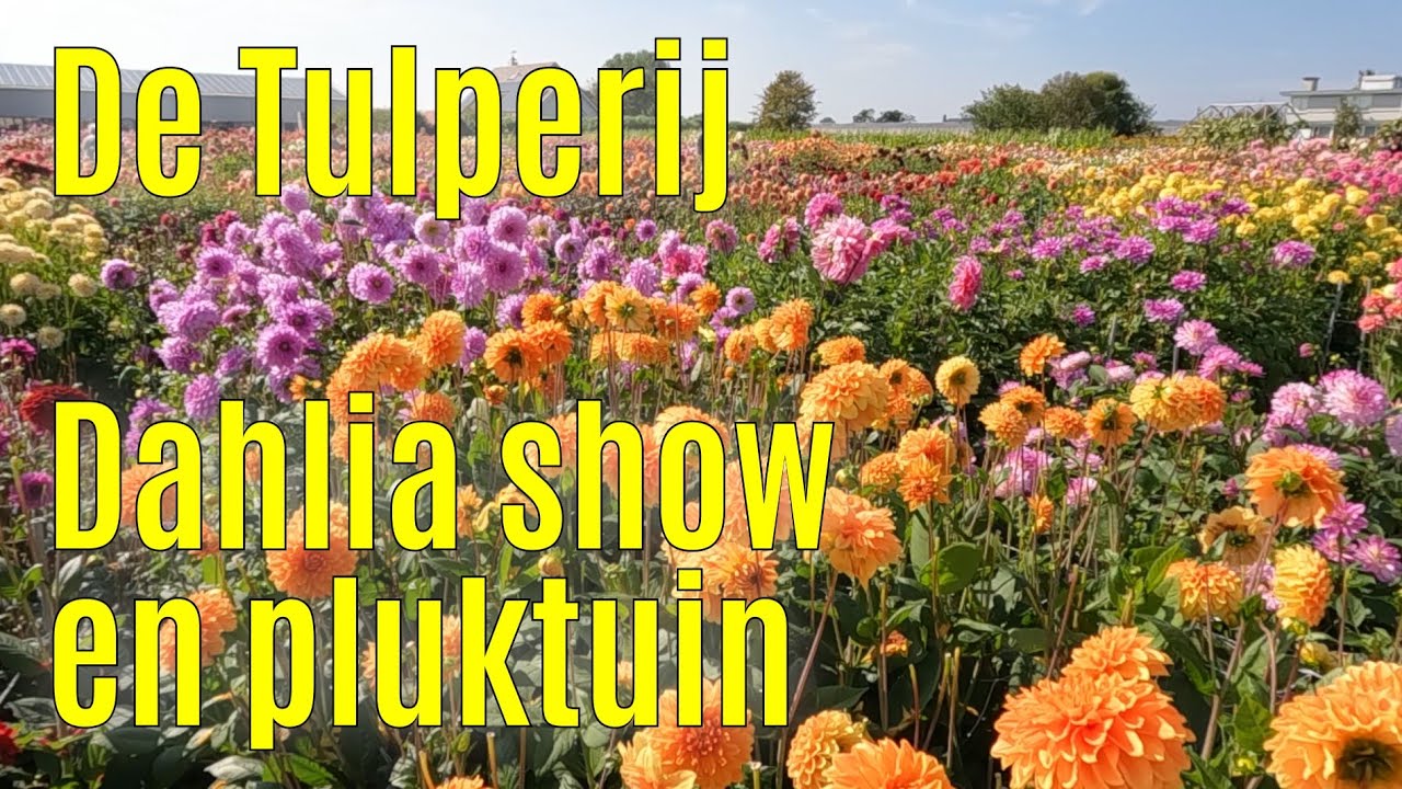 De Tulperij - Dahlia show en pluktuin 2023 part 1