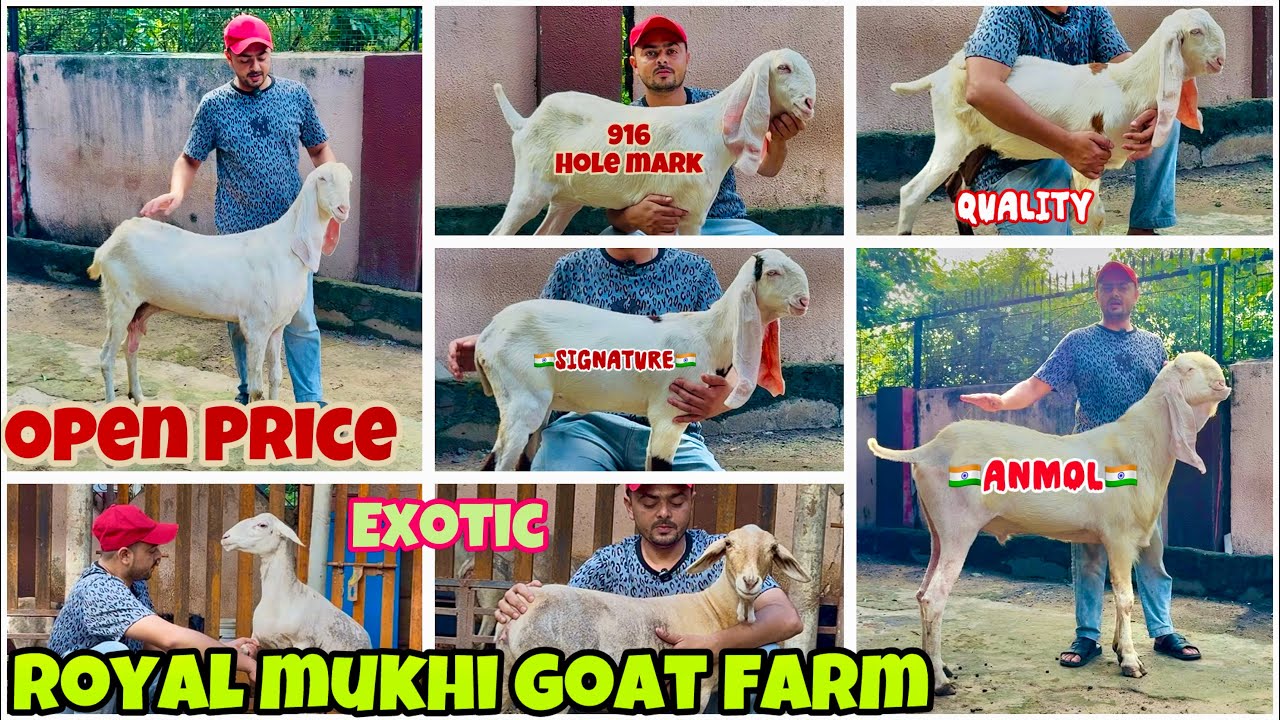 For Sale Top Bloodline Royal🤴Hydpat Collection At Royal Mukhi Goat Farm @patirahouse #goat #goats 