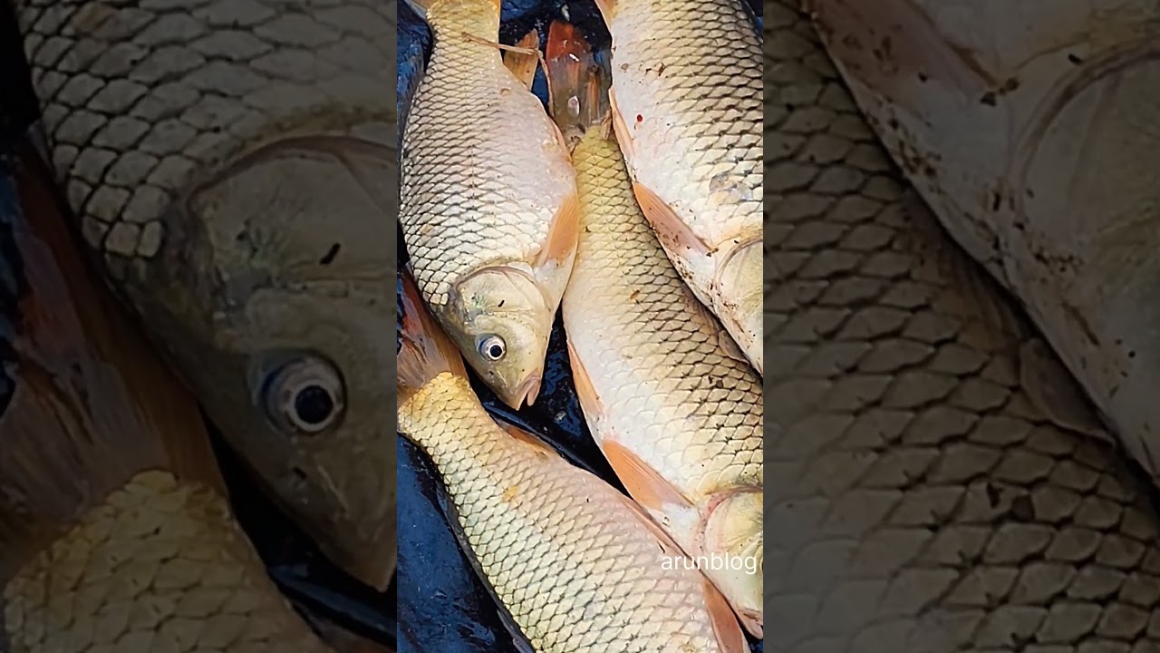 kaman fish cutting skills/