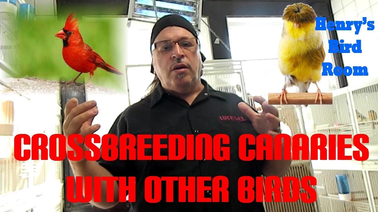 Crossbreeding Canaries w/ Other Types of Birds | Henry's Bird Room Tips & DIY Info for Bird Breeders