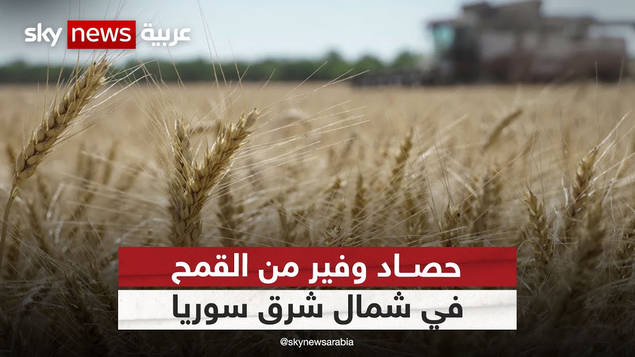 حصاد وفير من القمح في شمال شرق سوريا بعد سنوات من الجفاف | #مراسلو_سكاي | #سكاي_سوريا