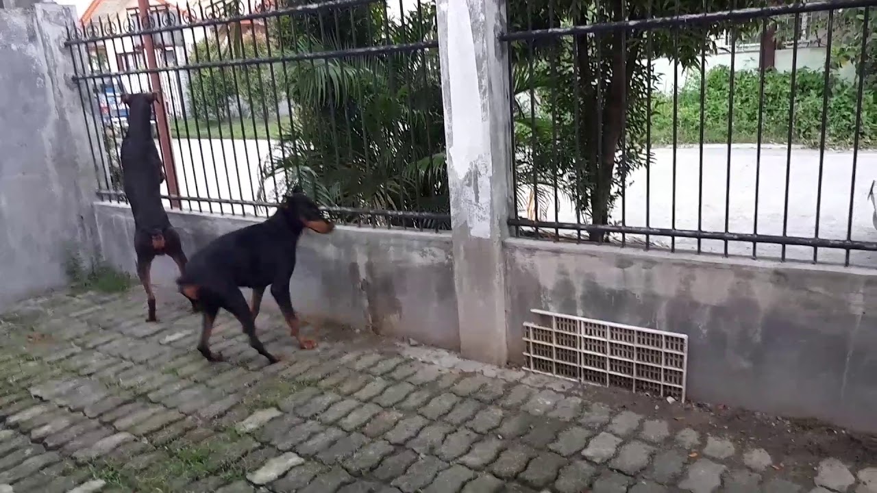 Doberman on Duty