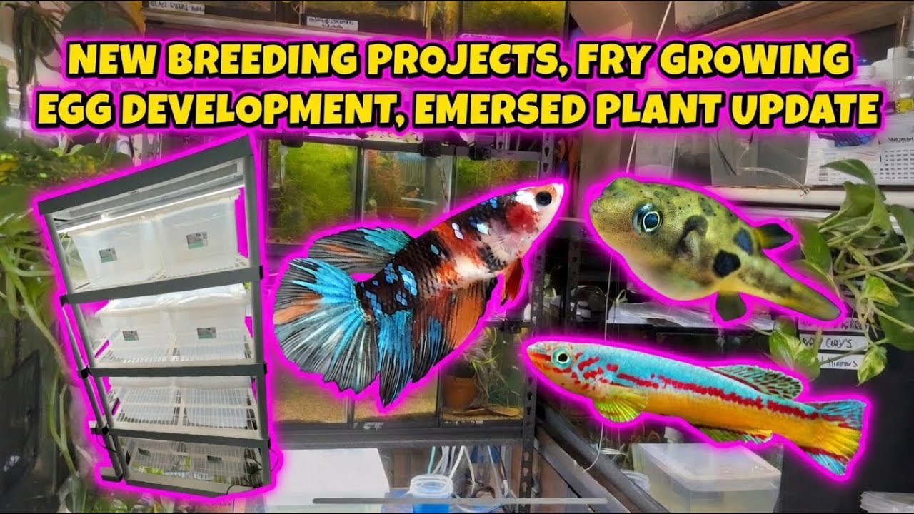 Fishroom upcoming projects, emersed grow farm set up update, and more!