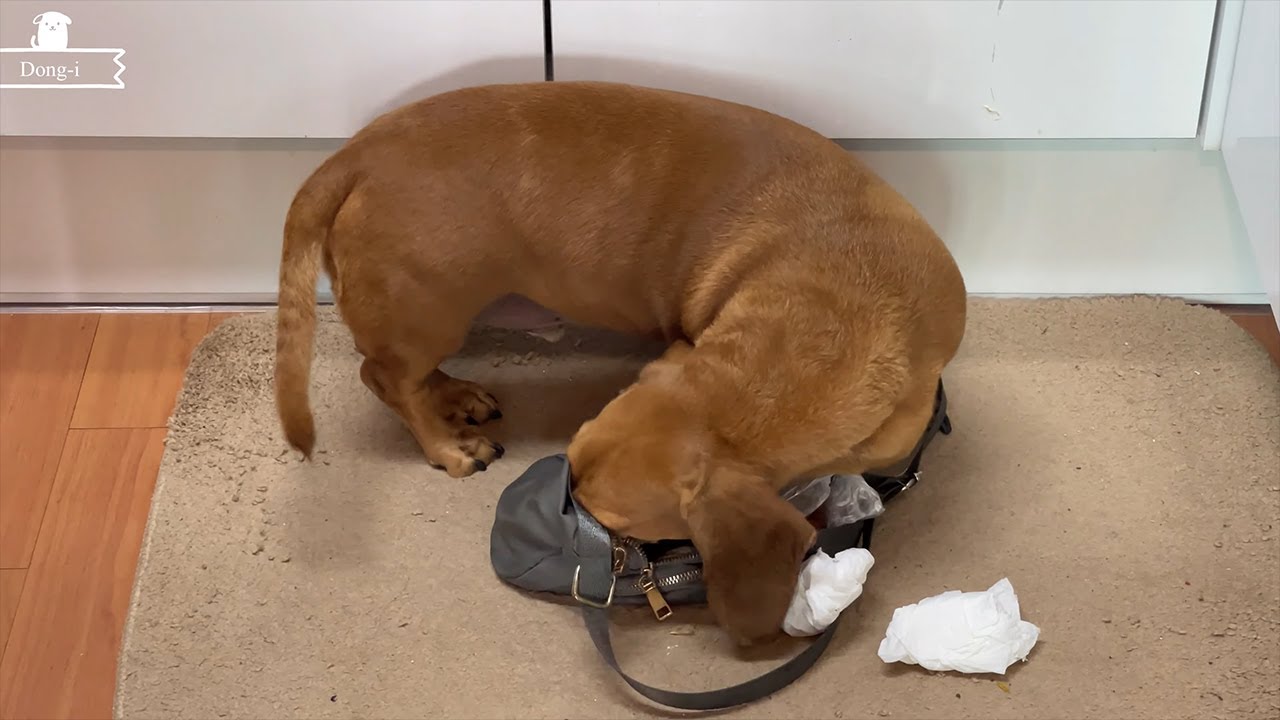 Dachshund aiming for a walking bag