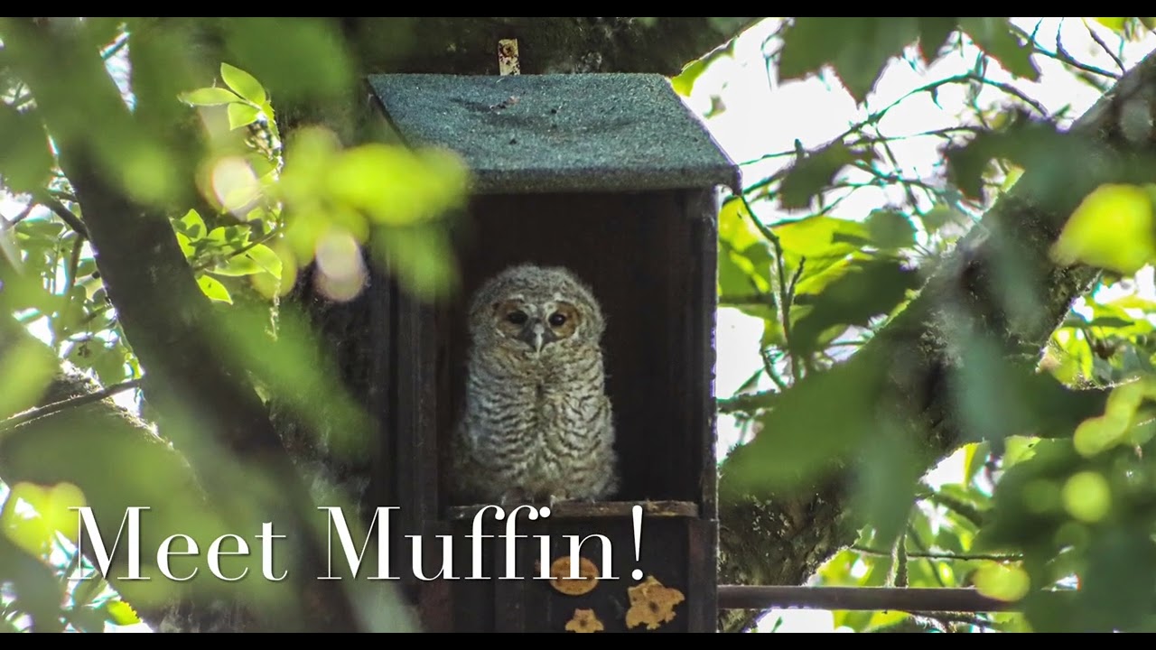 Tawny Owl Nest Box Camera 2023