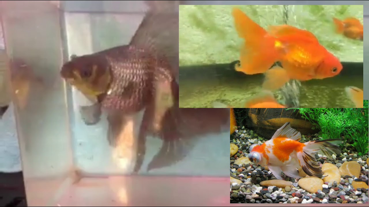 Veiltail (Goldfish)