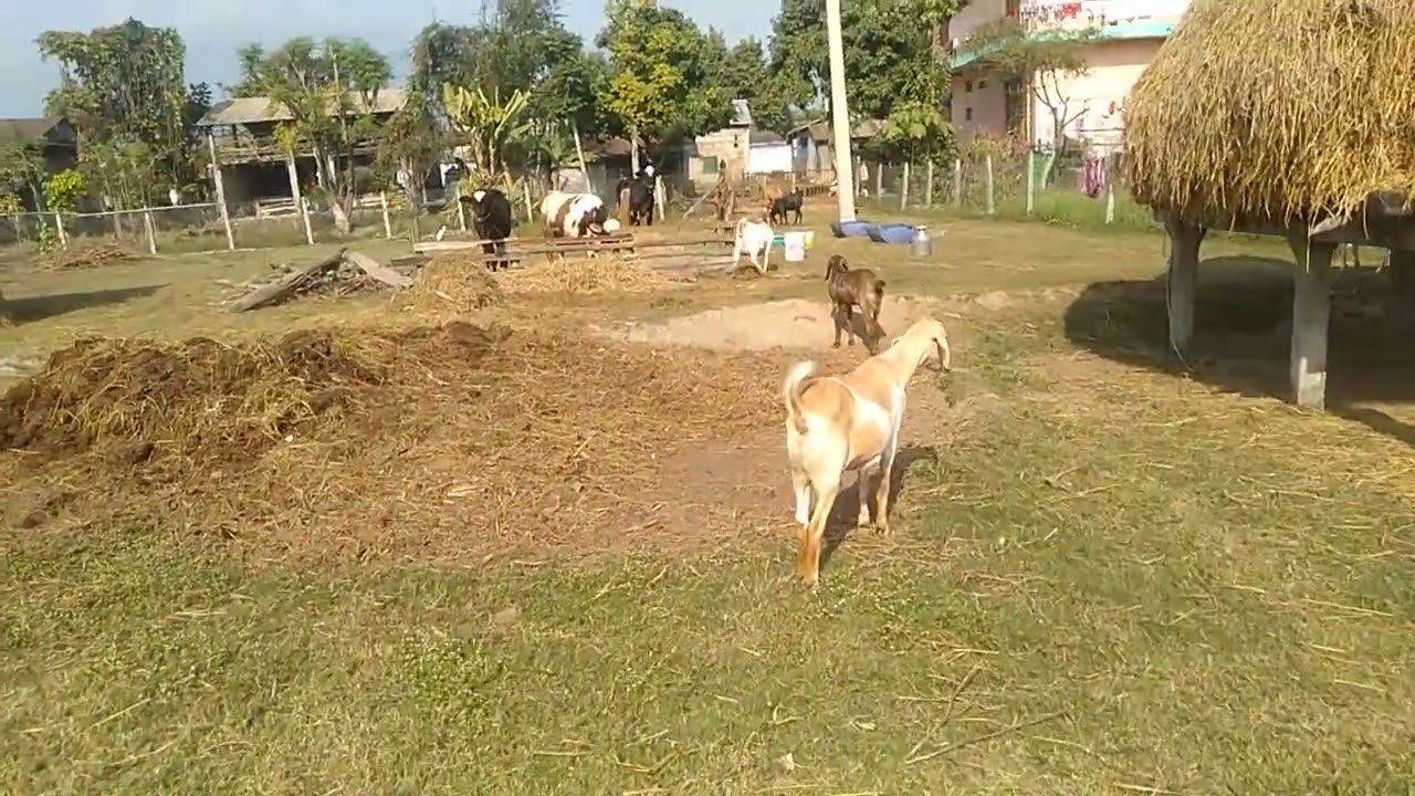 Goat farming in Nepal 