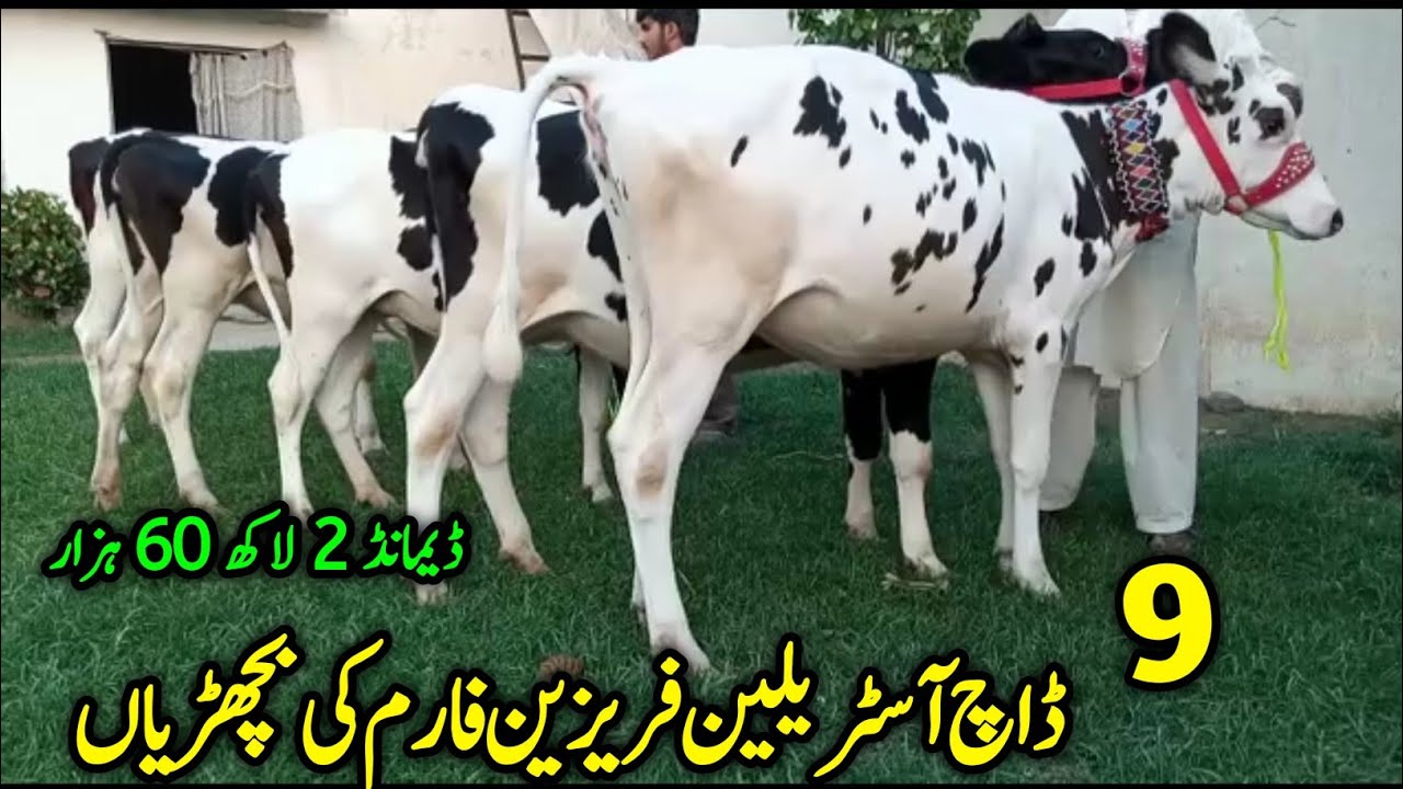 9 Dutch Friesian Australian Bachrian For Sale Location Afraaz Dairy Farm