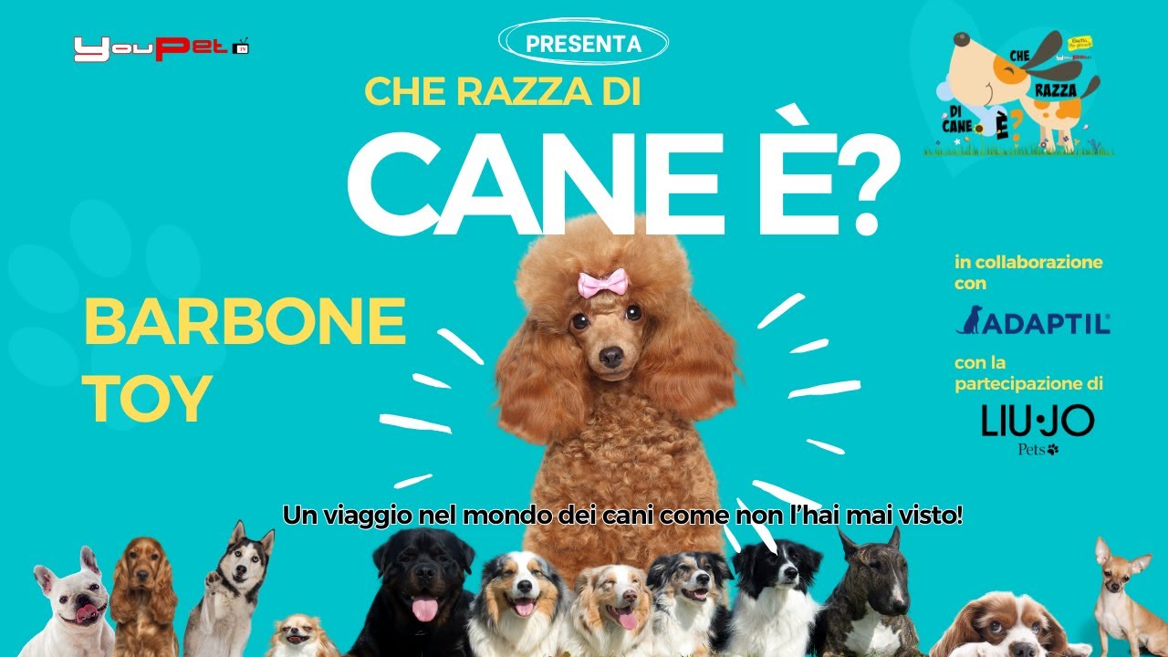 Il Barbone Toy la razza