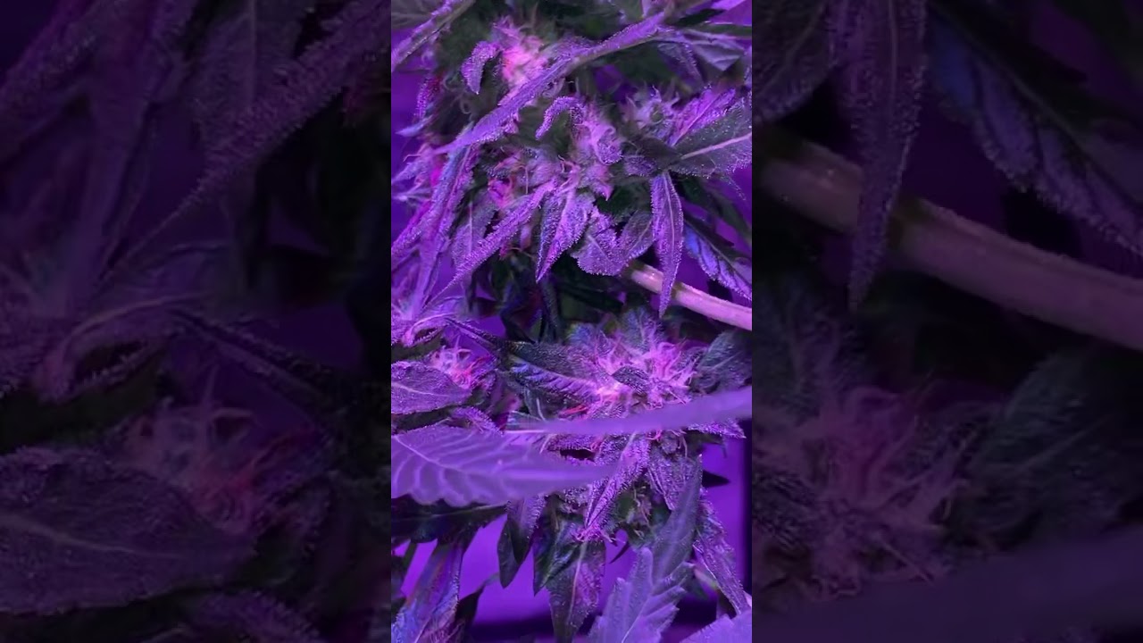 Week 6 on flower cherry pie