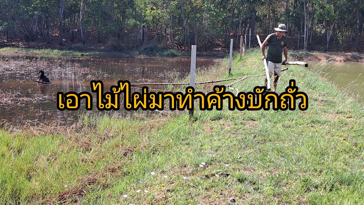 EP729-พาดูพี่นิกรเอาไม้ไผ่มาทำค้างบักถั่ว