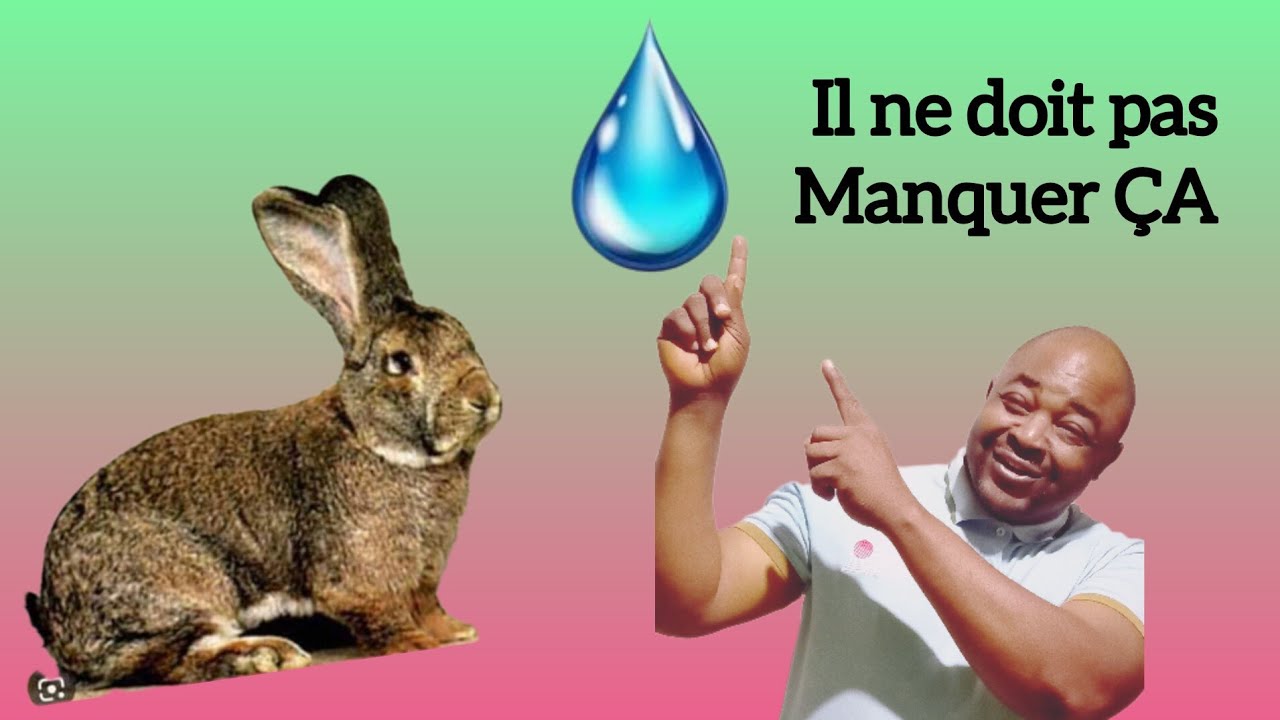 UN ÉLÉMENT TRÈS IMPORTANT DANS L'ALIMENTATION DES LAPINS 
