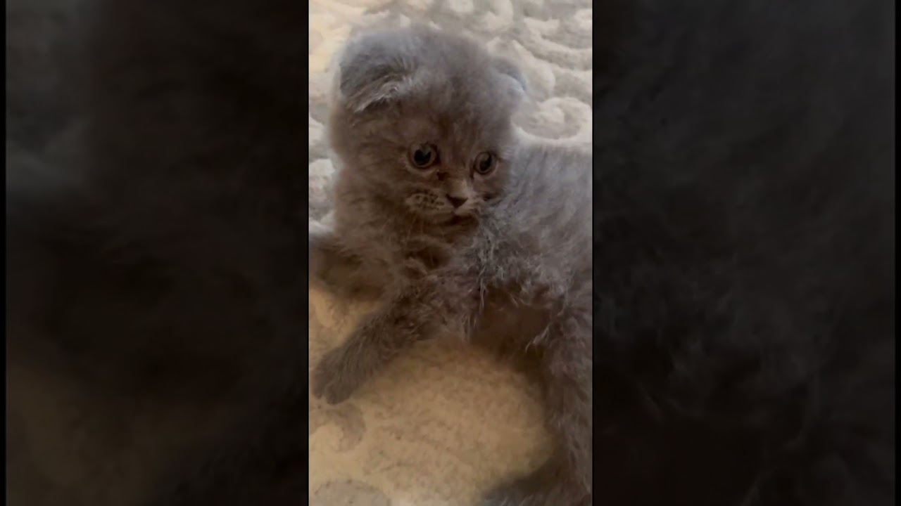 Sevimli pişik balalarının güləşi | Cute Kitten Wrestling Match 🐾🎵