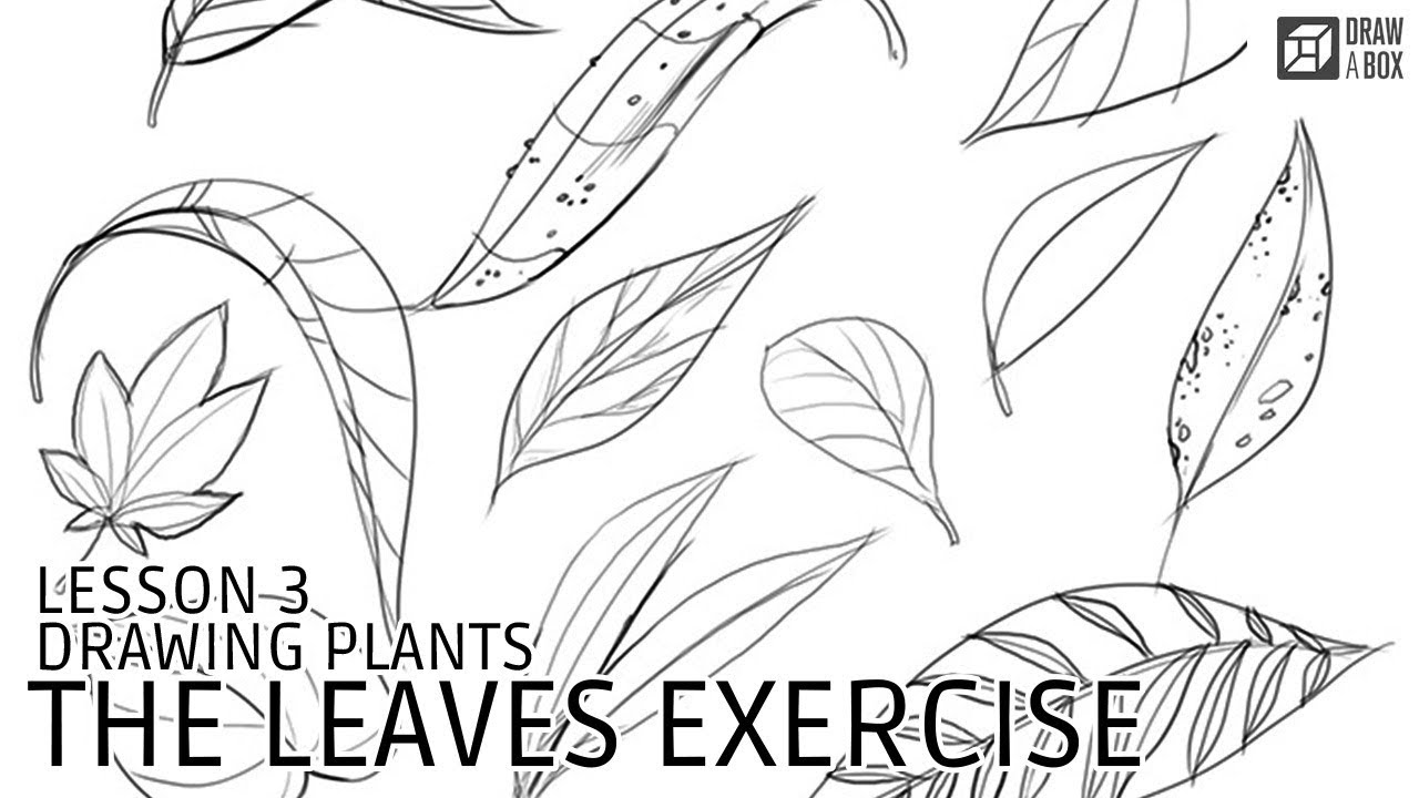 Drawabox Lesson 3, Drawing Plants: The Leaves Exercise