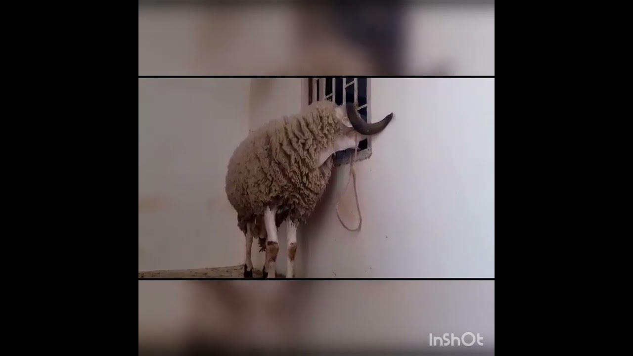 شوف كيفاش كنهدر مع الحولي