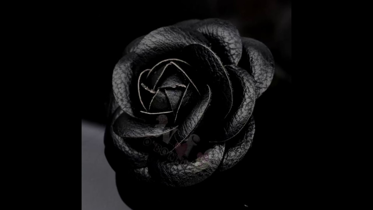 Camellia - K.Y.A.F.A