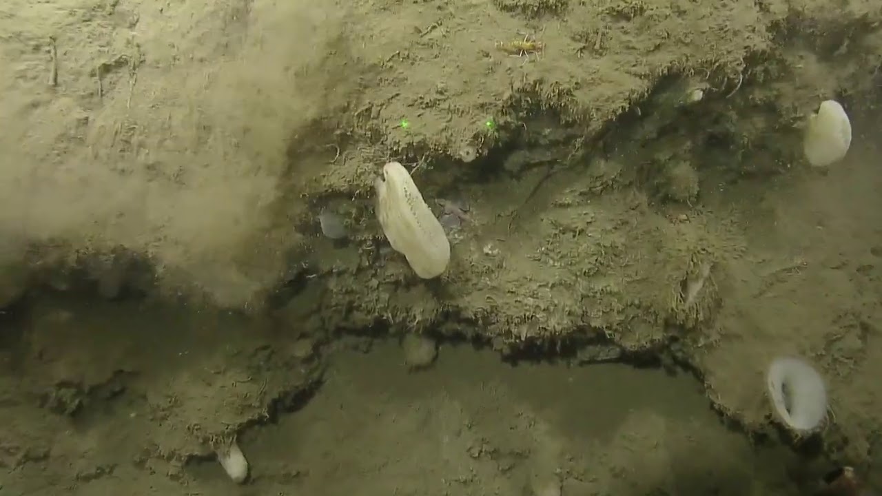 Sampling Glass Sponges in the Olympic Coast National Marine Sanctuary | Nautilus Live