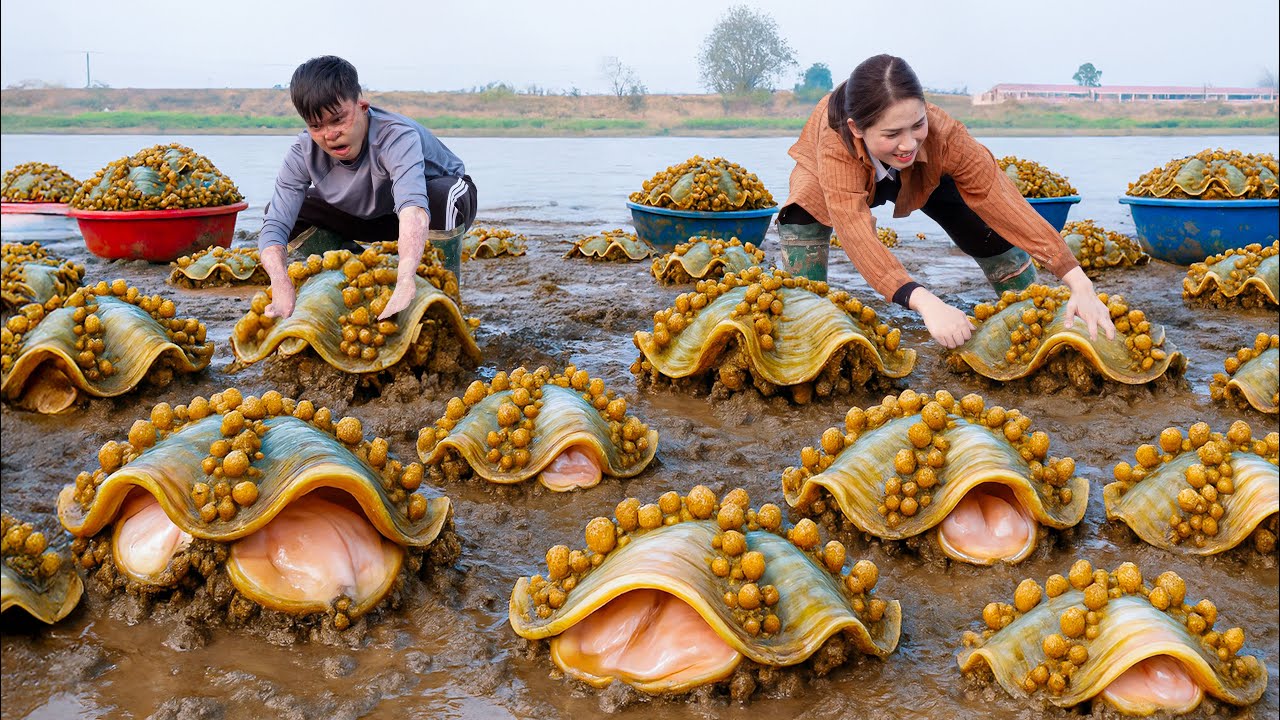 Harvesting Mutant Giant Clams by Muddy River | Peeling Cooked in Spicy Sauce &ndash; Nature&rsquo;s Rural Feast