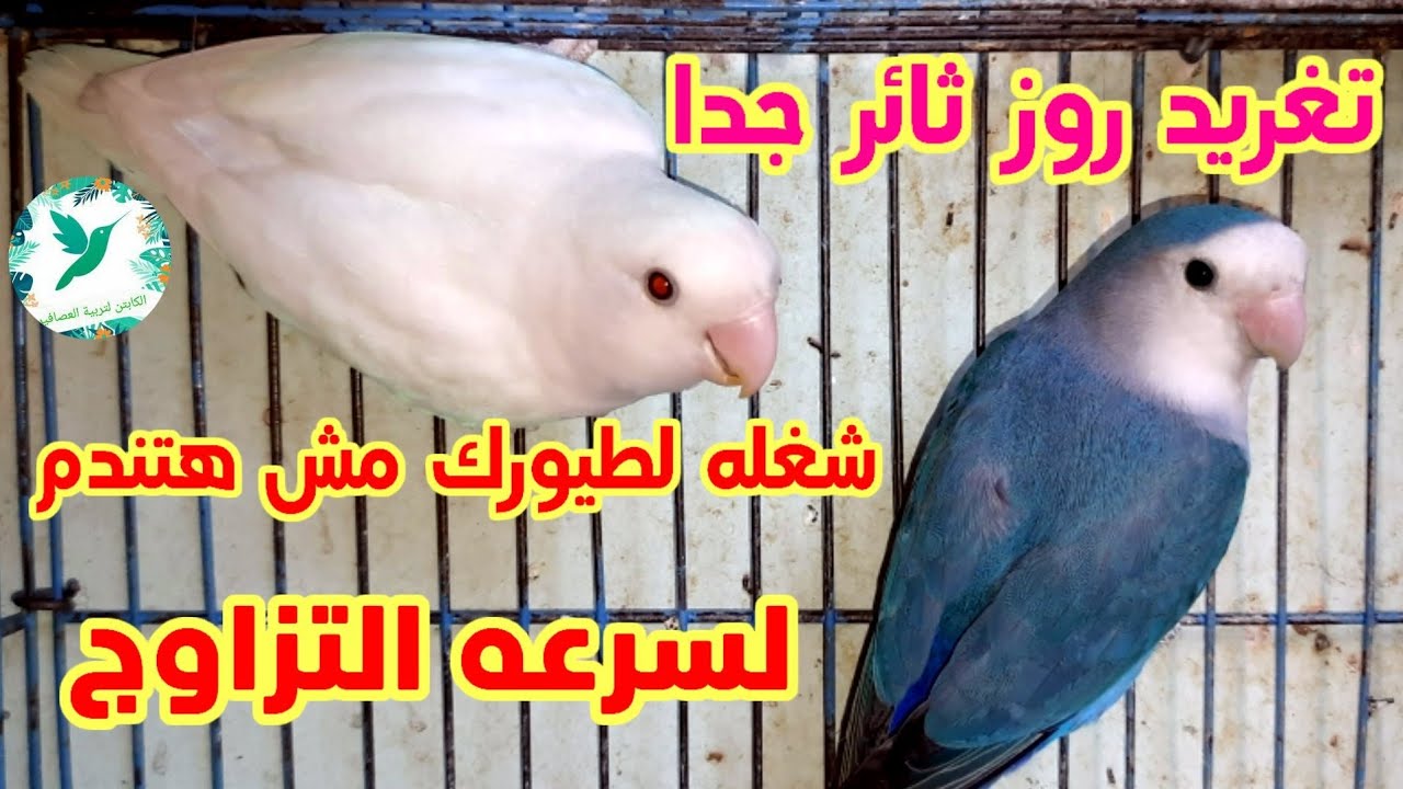 تغريد روز/صوت روز ثائر جدا شغله لطيورك مش هتندم