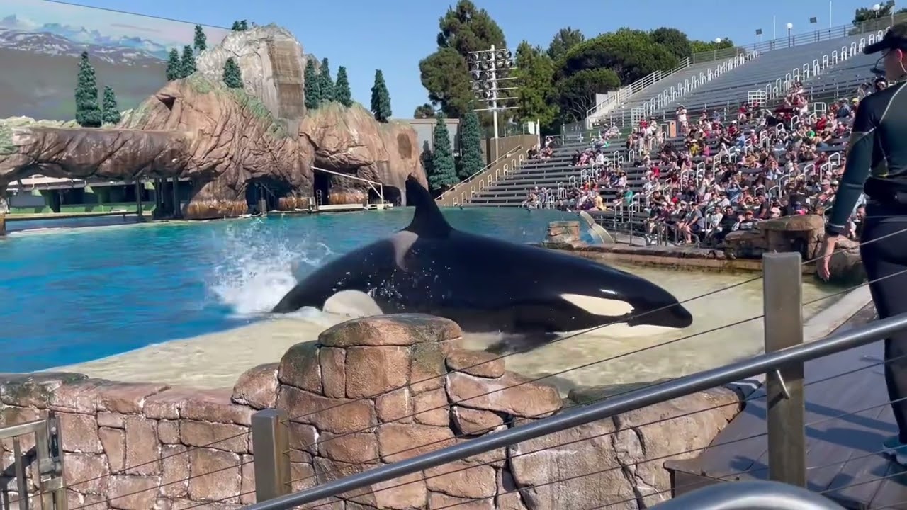 Unforgettable Orca Show | SeaWorld San Diego