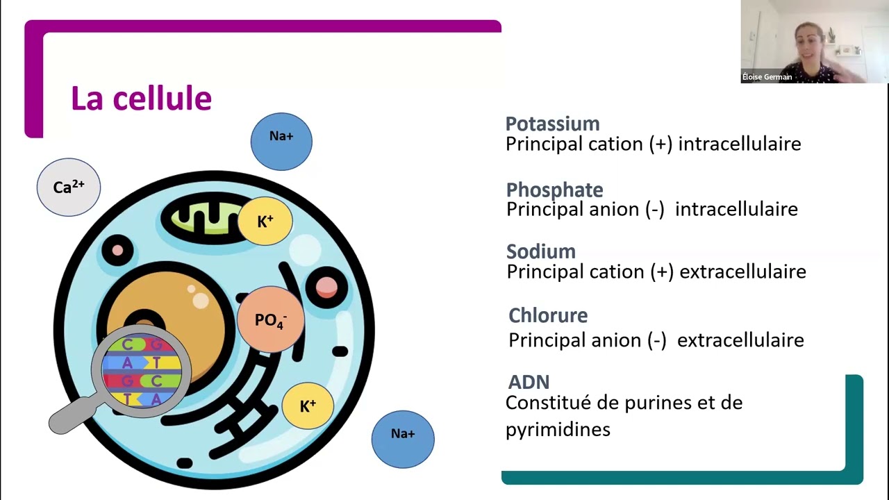 Syndrome de la lyse tumorale (SLT) : Immersion dans les urgences oncologiques