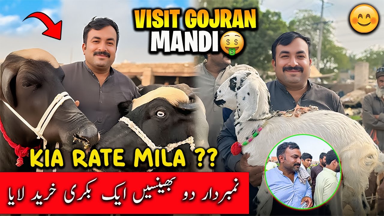 Aj Numberdaar Gaya Gojra Buffalo Mandi 🐃 | آج نمبردار دو بھینسیں اور ایک بکری خرید کر لایا
