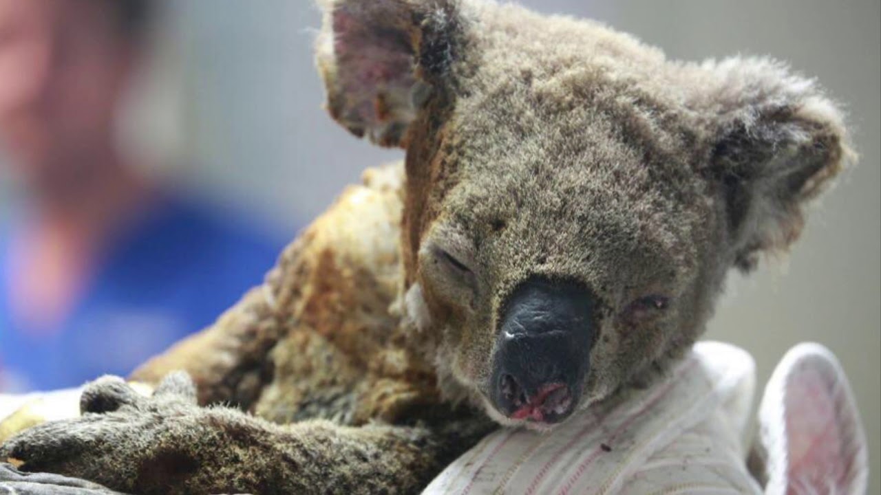My Island Home -  Tribute to all the injured koalas in the 2019 /2020 bush-fires