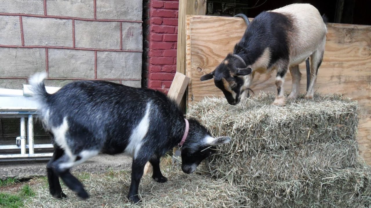 Nigerian Dwarf Goats | Small Package Quality Milk Production