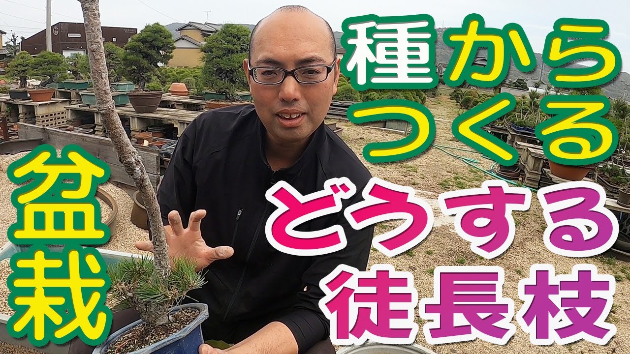 長くなった徒長枝を切るタイミングと切り方【種からつくる盆栽】