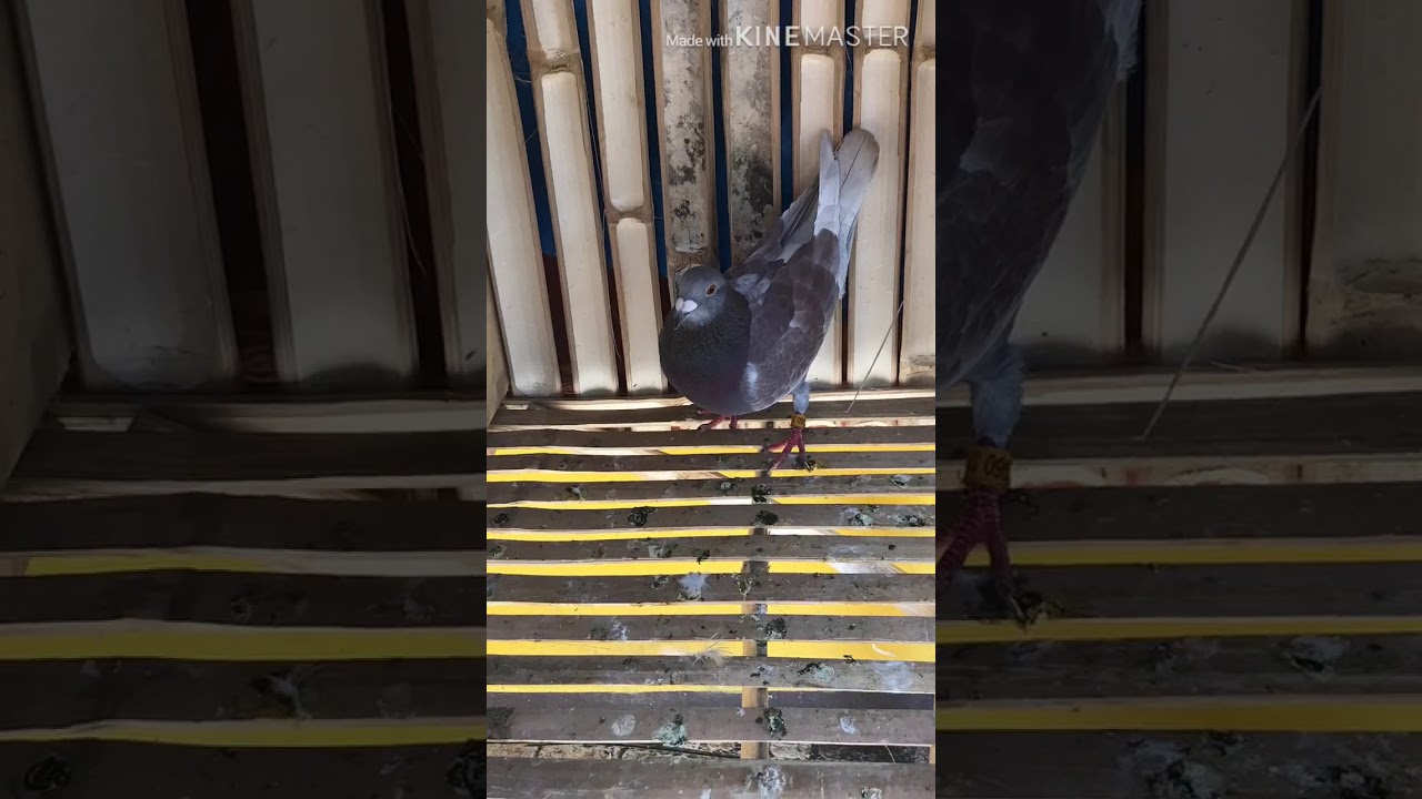#newpigeon #newloft #newbreader
