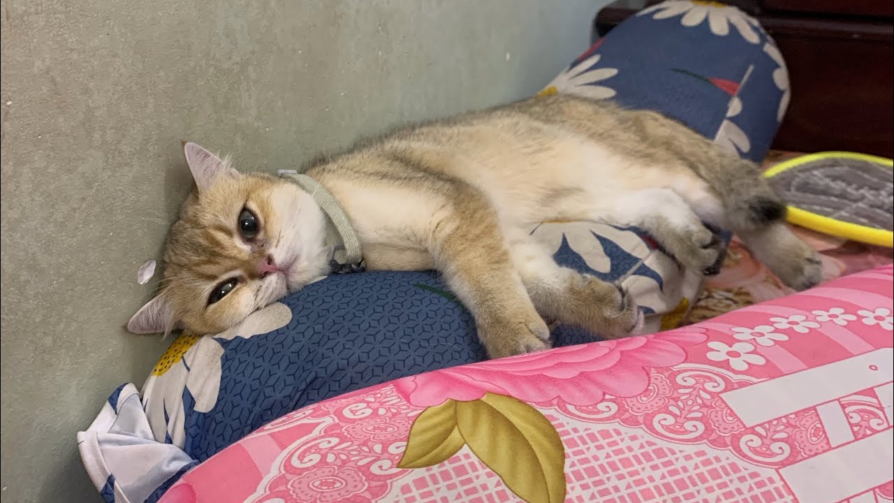 [Meow][250426] | MOONIE | TSUKI - kêu vô ăn cơm là cỡ này