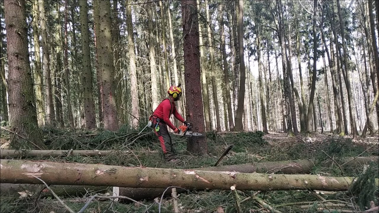 Work in the forest with STIHL MS 500i and MS 261C-M-VW - 18/22