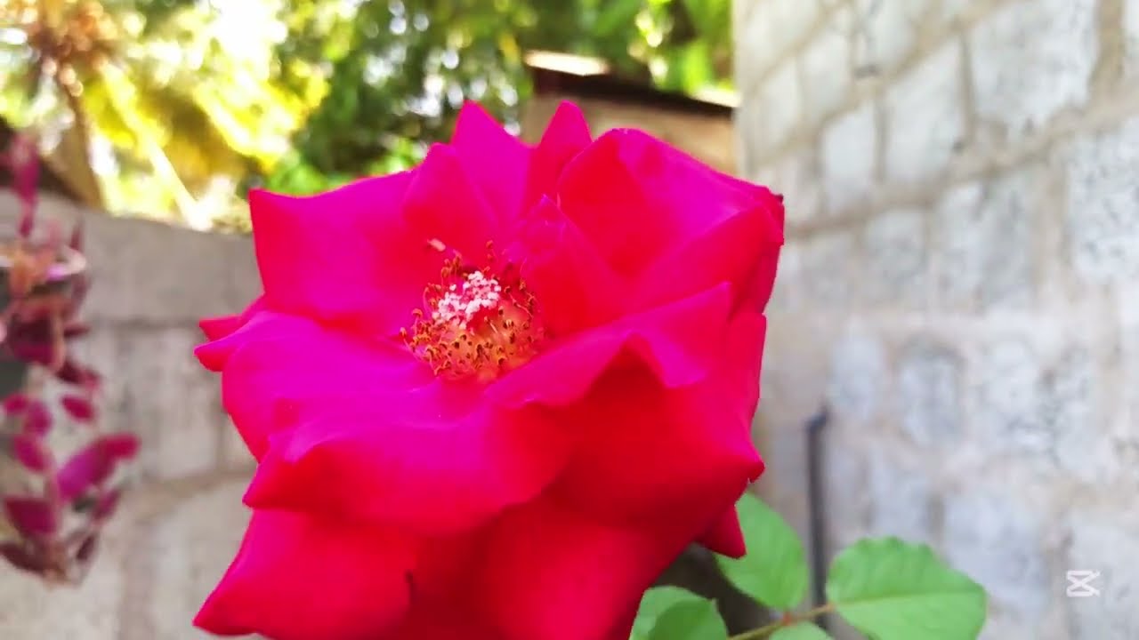 ලස්සන මල් ටිකක් ..life with sula🌹🌹