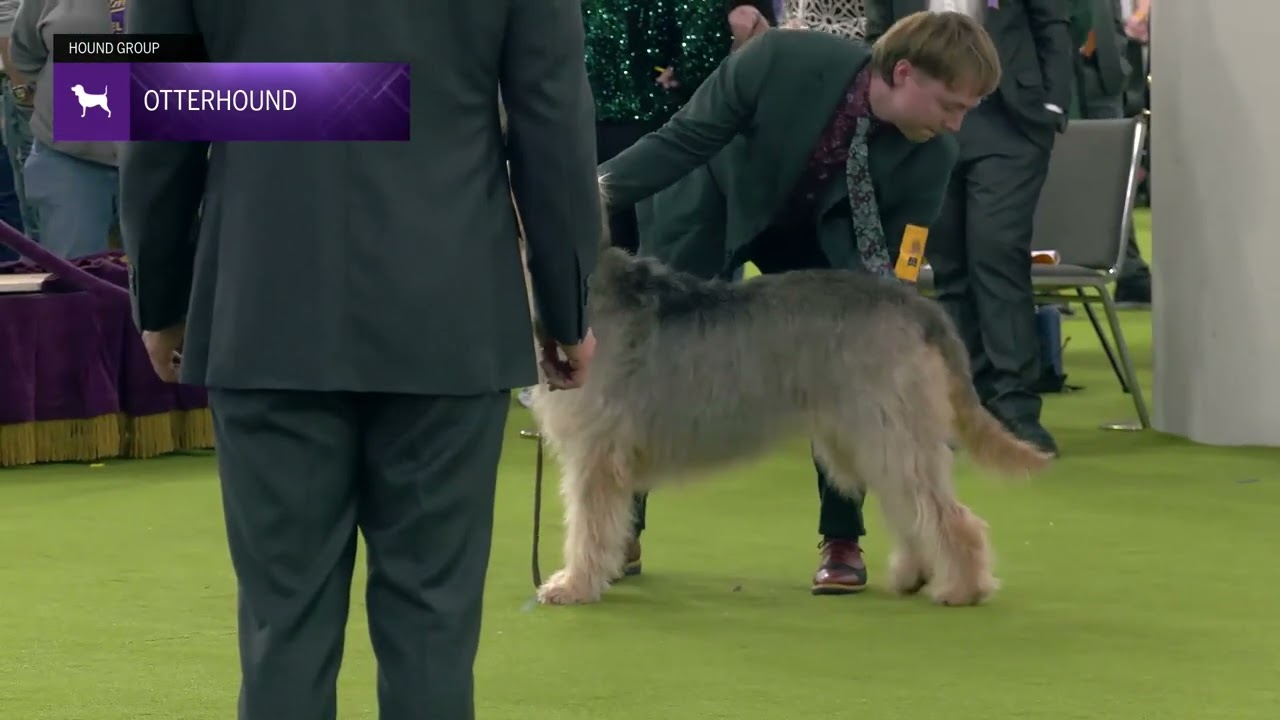 Otterhounds | Breed Judging 2025