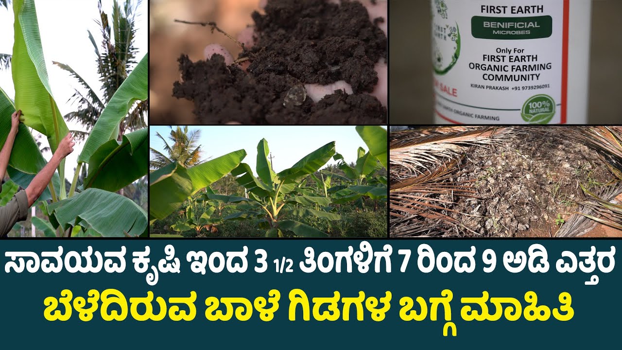 Banana farming : ಸಾವಯವ ಕೃಷಿ ಇಂದ ಮೂರುವರೆ ತಿಂಗಳಿಗೆ 7ರಿಂದ 9 ಅಡಿ ಎತ್ತರ ಬೆಳೆದಿರುವ ಬಾಳೆ ಗಿಡಗಳ ಬಗ್ಗೆ ಮಾಹಿತಿ