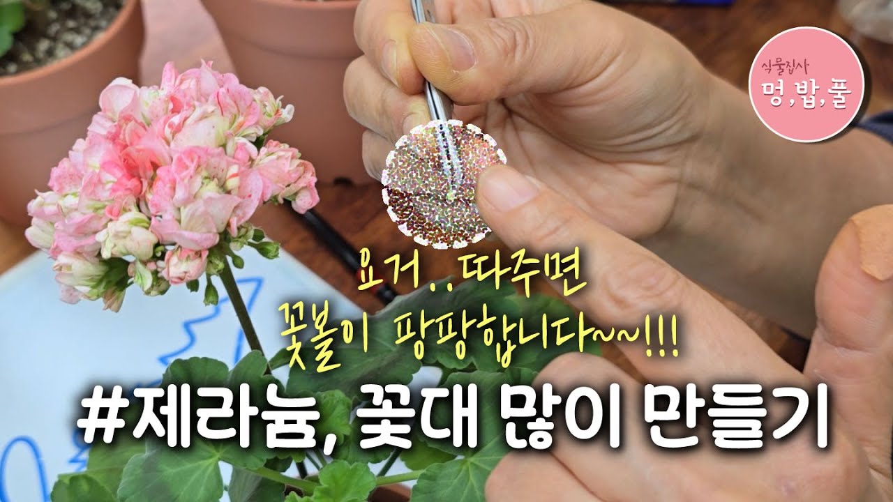 제라늄,꽃대 많이 올리기*제라늄새순집기 #제라늄꽃대많이만들기 #제라늄꽃많이